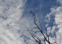 _ROY0976.jpg