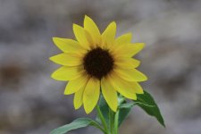 _ROY0989.jpg
