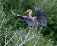 GBHLanding-971.jpg