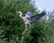 GBHLanding-973.jpg