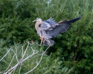 GBHLanding-972.jpg