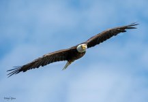 EagleFlight-971.jpg