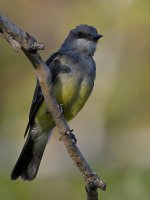 Kingbird.jpg