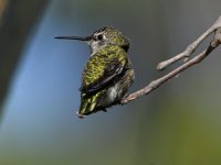 Hummer8.jpg