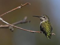 Hummer22.jpg