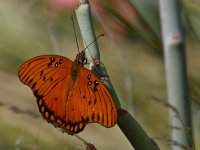 Frit7.jpg