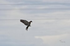08-14-21-CR-_D501806-ON1.jpg