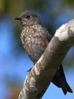 Bluebird5.jpg