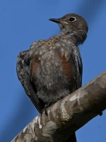 Bluebird7.jpg