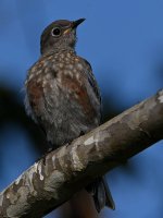 Bluebird11.jpg
