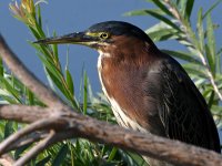 GreenHeron4.jpg