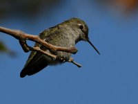 Hummer9.jpg