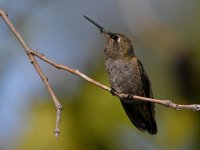 Hummer15.jpg