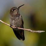 Hummer17.jpg