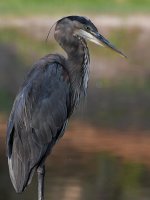 BlueHeron.jpg