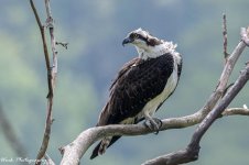 20210801-Osprey-RD5_1996.jpg