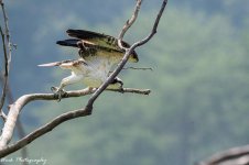 20210801-Osprey-RD5_2022.jpg