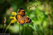 20210729-Butterfly-RD5_1672.jpg