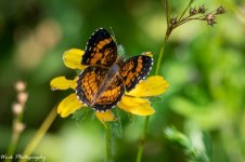 20210729-Butterfly-RD5_1673.jpg