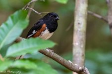 20210728-Eastern Towhee-RD5_1479.jpg