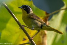 20210728-Yellow Throated Warbler-RD5_1493.jpg