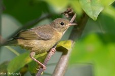 20210728-Yellow Throated Warbler-RD5_1504.jpg