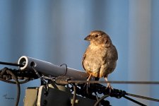 08-18-21-CR-_D501911-ON1.jpg