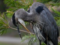 BlueHeron4.jpg