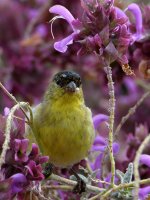 Goldfinch.jpg