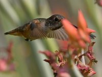 Hummer6.jpg