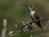 Hummer10.jpg