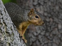 Squirrel4.jpg
