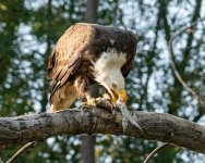 EagleFish-971.jpg