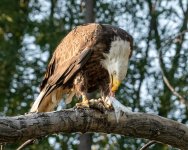 EagleFish-972.jpg
