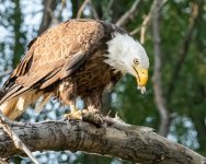 EagleFish-973.jpg