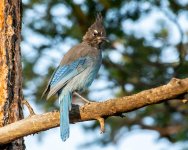 StellarsJay-971.jpg
