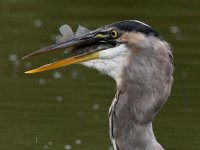 BlueHeron8.jpg