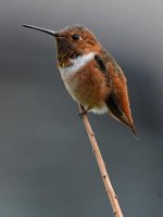 Hummer2.jpg