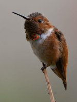 Hummer20.jpg
