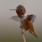 Hummer24.jpg