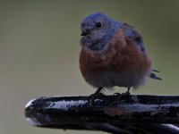 Bluebird2.jpg