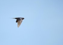 dsc_1229_35605580932_o.jpg