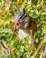 ChipperBerry-972.jpg