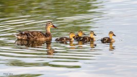 DuckFamily-972.jpg