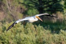 PelicanLanding-972.jpg