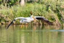 PelicanLanding-973.jpg