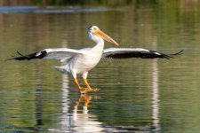PelicanLanding-974.jpg
