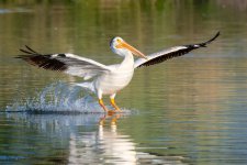 PelicanLanding-975.jpg