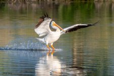 PelicanLanding-976.jpg