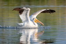 PelicanLanding-977.jpg